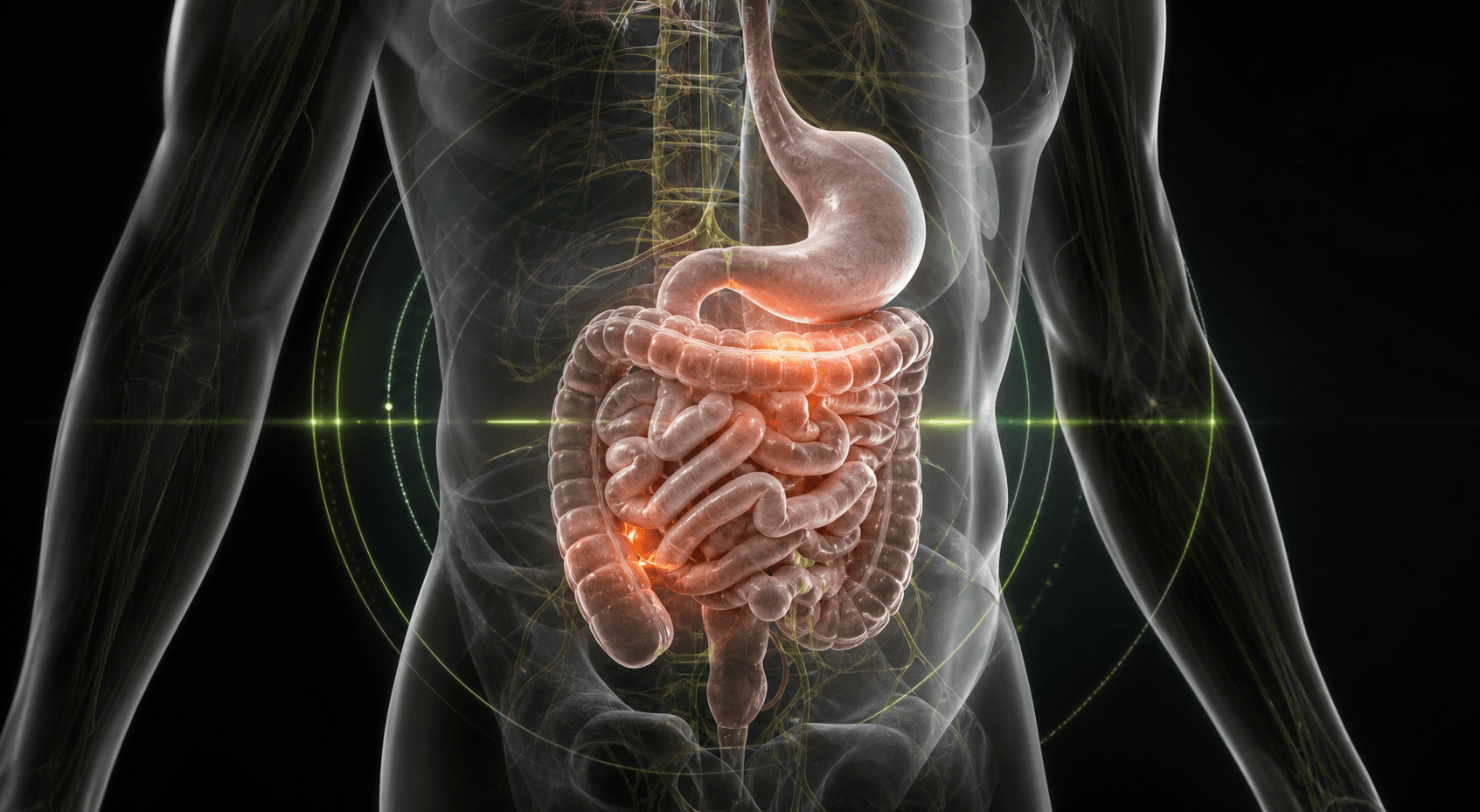 Close-up 3D anatomy illustration of the stomach and intestines with a highlighted digestive-stress point
